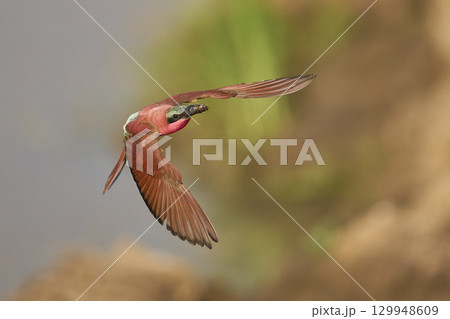 Southern Carmine Bee-eater in flight hunting insects 129948609