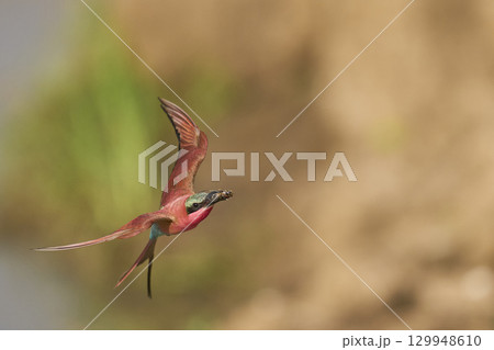 Southern Carmine Bee-eater in flight hunting insects Southern Carmine Bee-eater in flight hunting insects 129948610