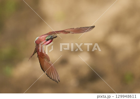 Southern Carmine Bee-eater in flight hunting insects 129948611