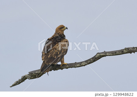 Tawny eagle taking off Tawny eagle taking off 129948622