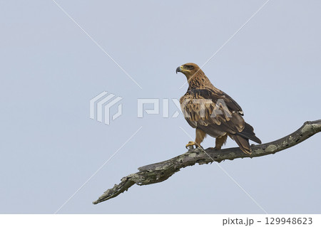Tawny eagle taking off Tawny eagle taking off 129948623