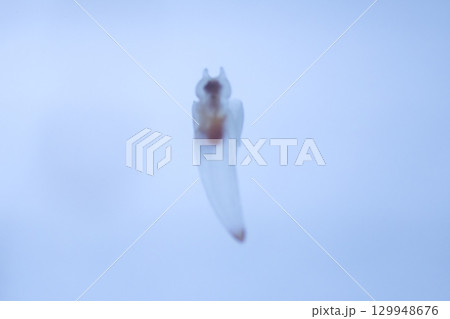 海の妖精クリオネ 129948676