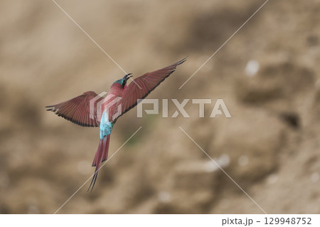 Colony of Southern Carmine Bee-eater 129948752
