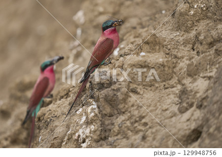 Colony of Southern Carmine Bee-eater 129948756