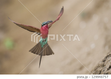 Colony of Southern Carmine Bee-eater Colony of Southern Carmine Bee-eater 129948757
