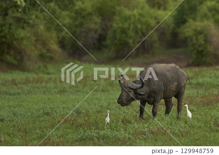 African Buffalo grazing in South Luangwa National Park African Buffalo grazing in South Luangwa National Park 129948759