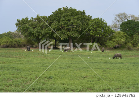 African Buffalo grazing in South Luangwa National Park African Buffalo grazing in South Luangwa National Park 129948762