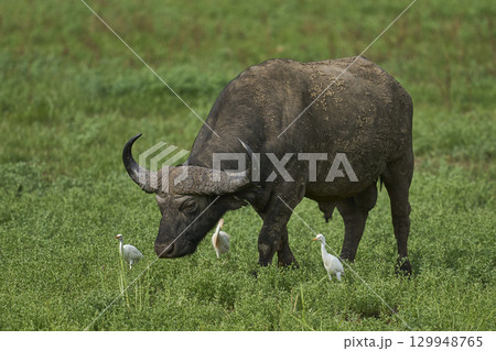 African Buffalo grazing in South Luangwa National Park 129948765