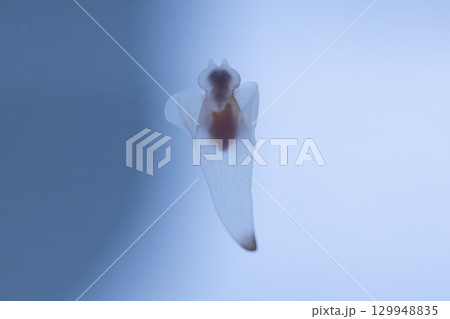 海の妖精クリオネ 129948835