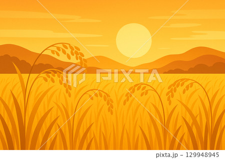 夕日に照らされた稲 129948945