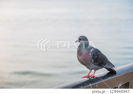 柵の上に止まるハト（ドバト） 129948947