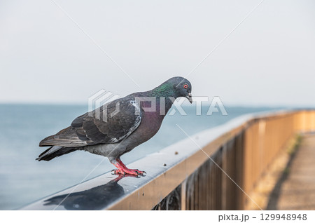 柵の上に止まるハト（ドバト） 129948948