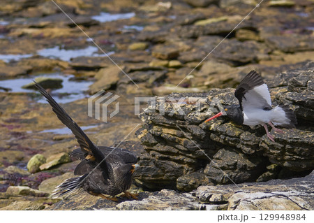 Magellanic Oystercatcher dive-bombing a Striated Caracara Magellanic Oystercatcher dive-bombing a Striated Caracara 129948984