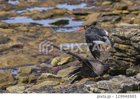 Magellanic Oystercatcher dive-bombing a Striated Caracara 129948985