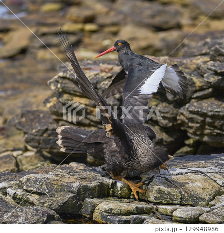 Magellanic Oystercatcher dive-bombing a Striated Caracara 129948986