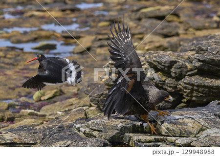 Magellanic Oystercatcher dive-bombing a Striated Caracara 129948988