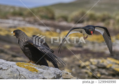 Magellanic Oystercatcher dive-bombing a Striated Caracara Magellanic Oystercatcher dive-bombing a Striated Caracara 129948990