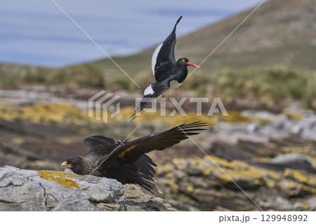 Magellanic Oystercatcher dive-bombing a Striated Caracara Magellanic Oystercatcher dive-bombing a Striated Caracara 129948992
