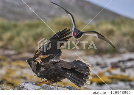 Magellanic Oystercatcher dive-bombing a Striated Caracara 129948996