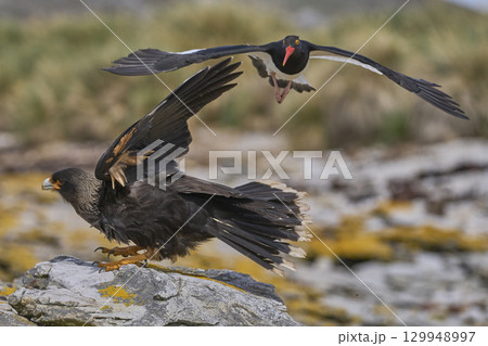 Magellanic Oystercatcher dive-bombing a Striated Caracara Magellanic Oystercatcher dive-bombing a Striated Caracara 129948997