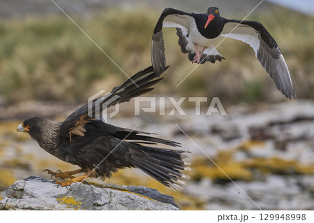 Magellanic Oystercatcher dive-bombing a Striated Caracara 129948998