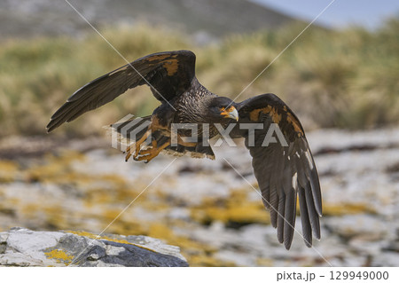 Magellanic Oystercatcher dive-bombing a Striated Caracara 129949000