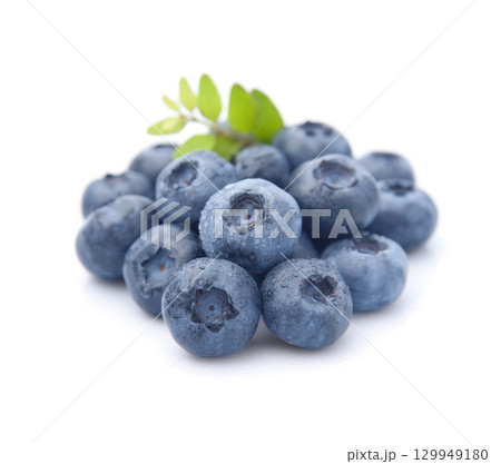 blueberry with twig leaves on white backgrounds blueberry with twig leaves on white backgrounds 129949180
