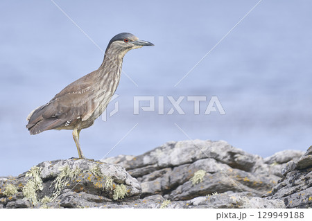 Black-crowned Night-heron on the coast of Carcass Island Black-crowned Night-heron on the coast of Carcass Island 129949188