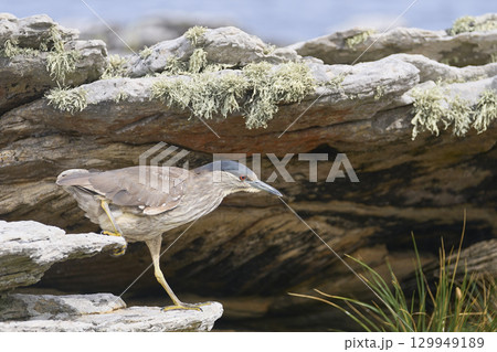 Black-crowned Night-heron on the coast of Carcass Island 129949189