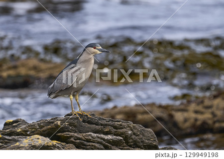 Black-crowned Night-heron on the coast of Carcass Island Black-crowned Night-heron on the coast of Carcass Island 129949198