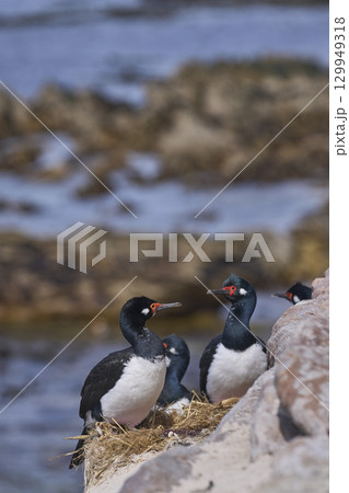 Rock Shag colony 129949318