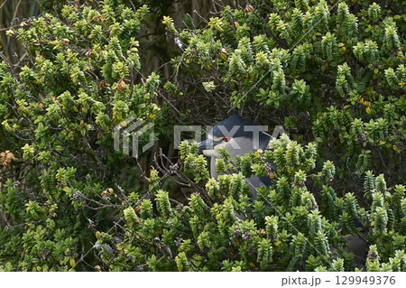 Black-crowned Night-heron nesting amongst vegetation Black-crowned Night-heron nesting amongst vegetation 129949376