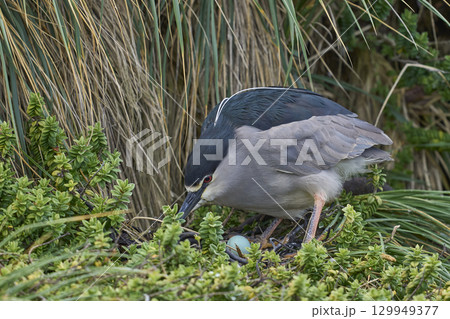 Black-crowned Night-heron nesting amongst vegetation Black-crowned Night-heron nesting amongst vegetation 129949377