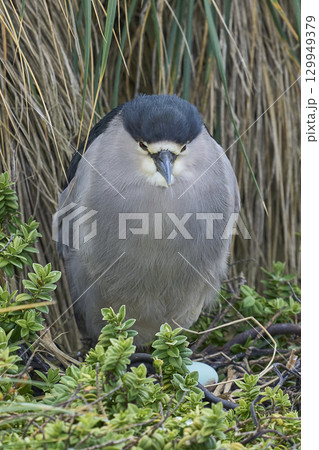 Black-crowned Night-heron nesting amongst vegetation Black-crowned Night-heron nesting amongst vegetation 129949379