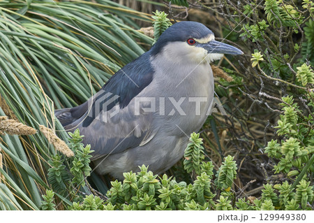Black-crowned Night-heron nesting amongst vegetation 129949380