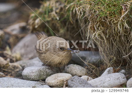 Cobb's Wren foraging 129949746