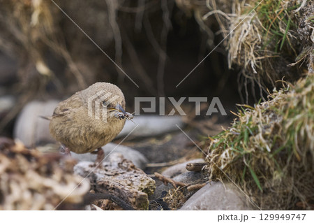 Cobb's Wren foraging 129949747
