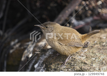 Cobb's Wren foraging 129949748