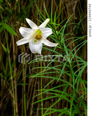 タカサゴユリの花 タカサゴユリの花 129949749