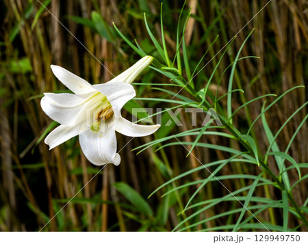 タカサゴユリの花 129949750