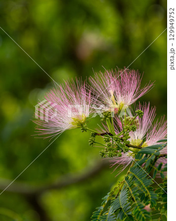 ネムノキの花 129949752