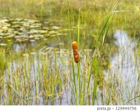 池に生えているヒメガマ 池に生えているヒメガマ 129949756