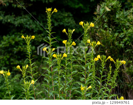 メマツヨイグサの黄色い花 メマツヨイグサの黄色い花 129949761