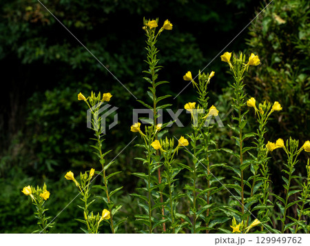 メマツヨイグサの黄色い花 メマツヨイグサの黄色い花 129949762