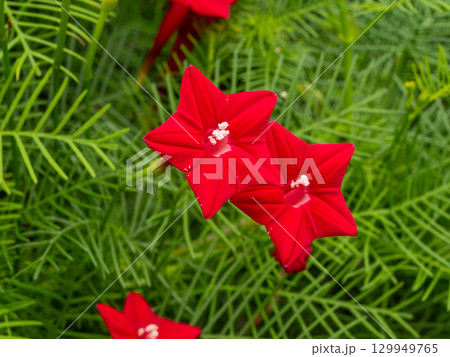 道端に咲く赤色のルコウソウ 129949765