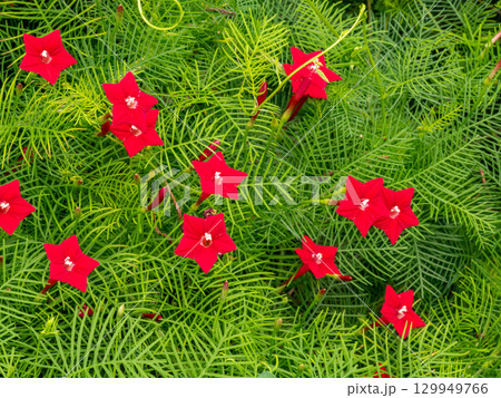 道端に咲く赤色のルコウソウ 道端に咲く赤色のルコウソウ 129949766