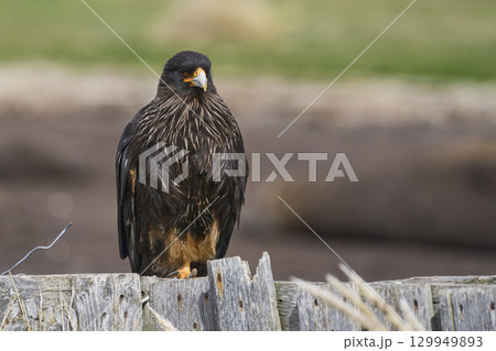 Striated Caracara 129949893