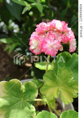 バラ咲きゼラニウムの花 バラ咲きゼラニウムの花 129949904