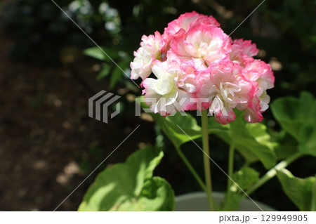 バラ咲きゼラニウムの花 バラ咲きゼラニウムの花 129949905