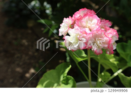 バラ咲きゼラニウムの花 バラ咲きゼラニウムの花 129949906